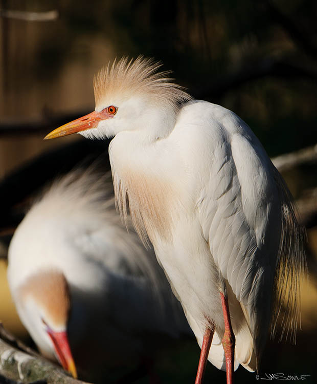 _MIK4492.jpg - Some nice late afternoon light on a couple of cattle egrets.