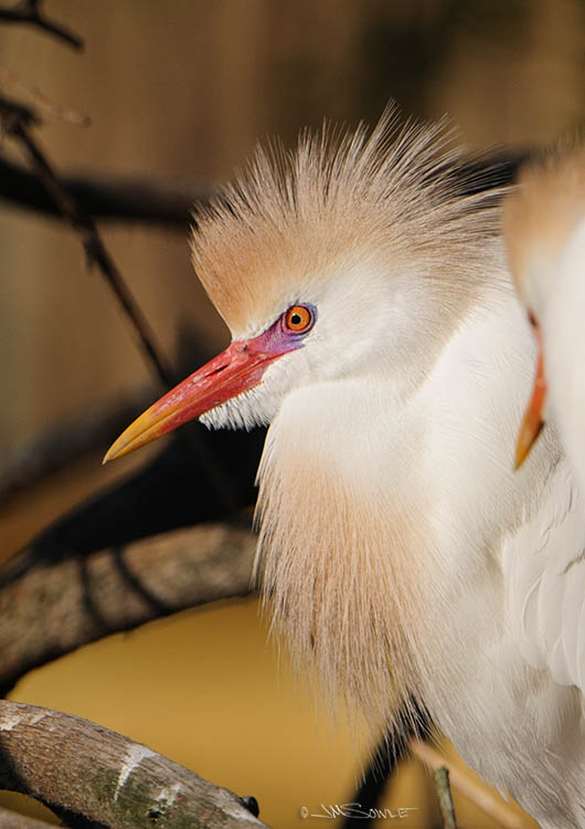 _MIK4510.jpg - A close up showing the breeding colors of the cattle egret.  The beak gets the rainbow colors!