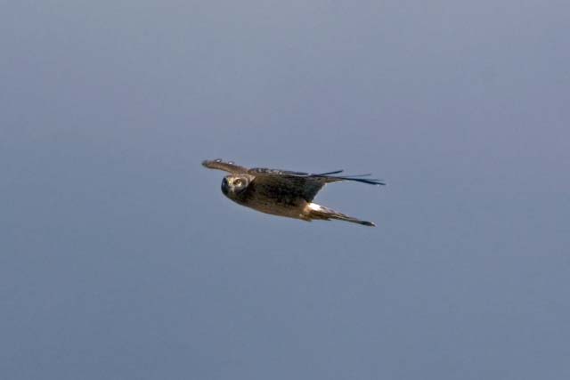 g22_DSC0739Adj