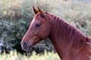a01_DSC0010Adj