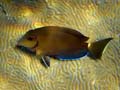 2006_04_07_GLN-059_C