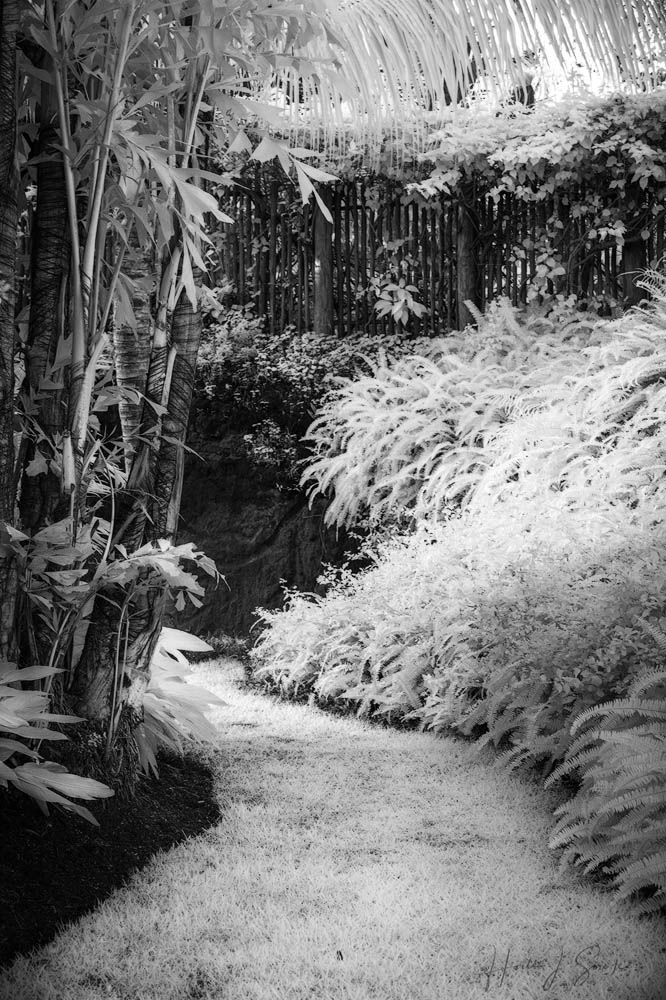 2018_11_SandalsGrenada-10033-Edit1000.jpg - Path to nowhere (infrared)- Like we have stated this was the most elegantly landscaped resort we had been to, with beautiful pathways around some of the villas.  This was just down from our room and went around the outside of one of the private villas but just dead-ended into a stand of palm trees.