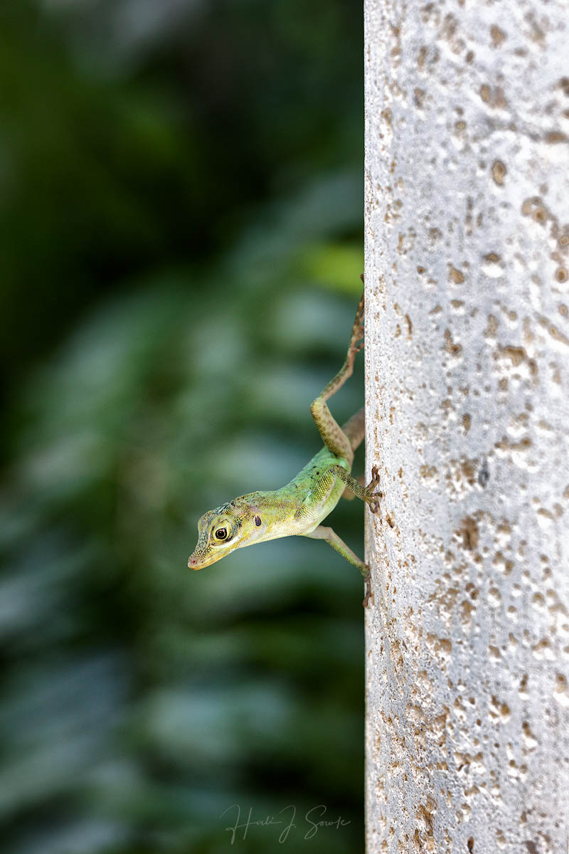 2018_11_SandalsGrenada-10073-Edit1000.jpg - Arnie the Anole was a frequent visitor on the cement post outside our room.  He made for good practice with my new camera.