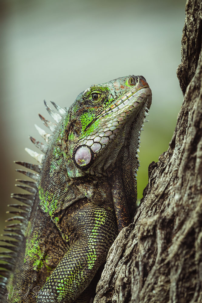 2018_11_SandalsGrenada-10378-Edit1000.jpg - Early morning up close shot of the Iguana.  He was much more colorful in the early morning.  We kept a respectful distance using our telephoto lenses to allow us these upclose images, trying not to spook them.