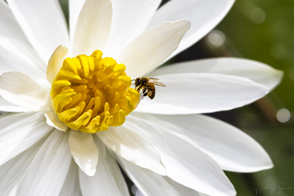 2018_11_SandalsGrenada-10405-Edit1000.jpg - The pond by the gym had these beautiful water lilies that bloomed in the morning, which attracted a number of busy honey bees.