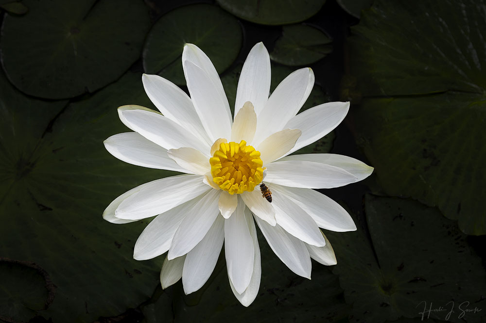 2018_11_SandalsGrenada-10451-Edit1000.jpg - Another water lily and honey bee.
