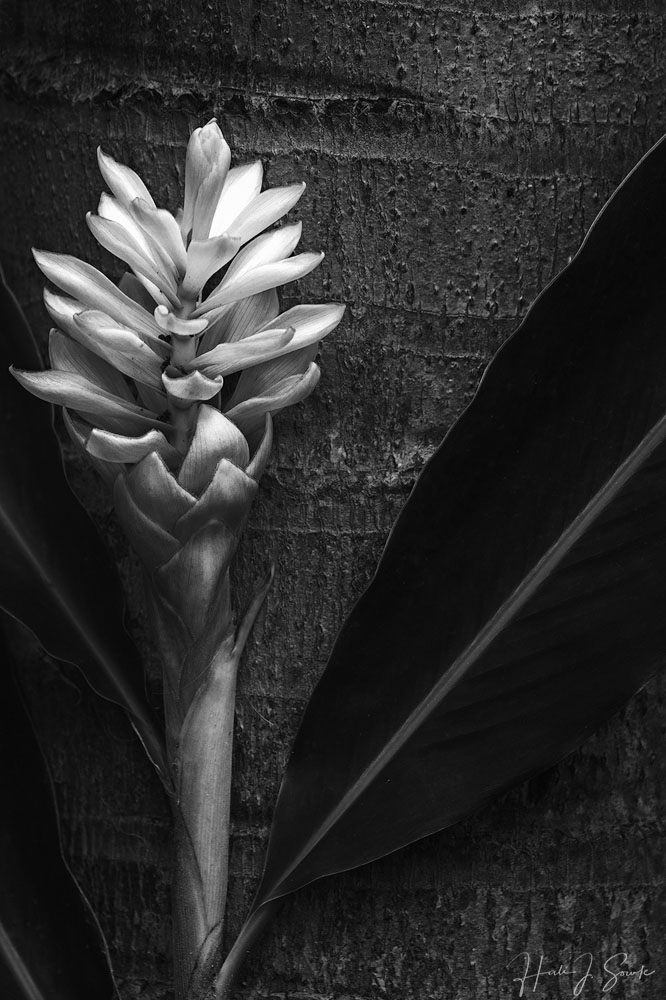 2018_11_SandalsGrenada-10462-Edit1000.jpg - Near our room there was this beautiful ginger plant was growing up against a palm tree.  (color converted to B&W)