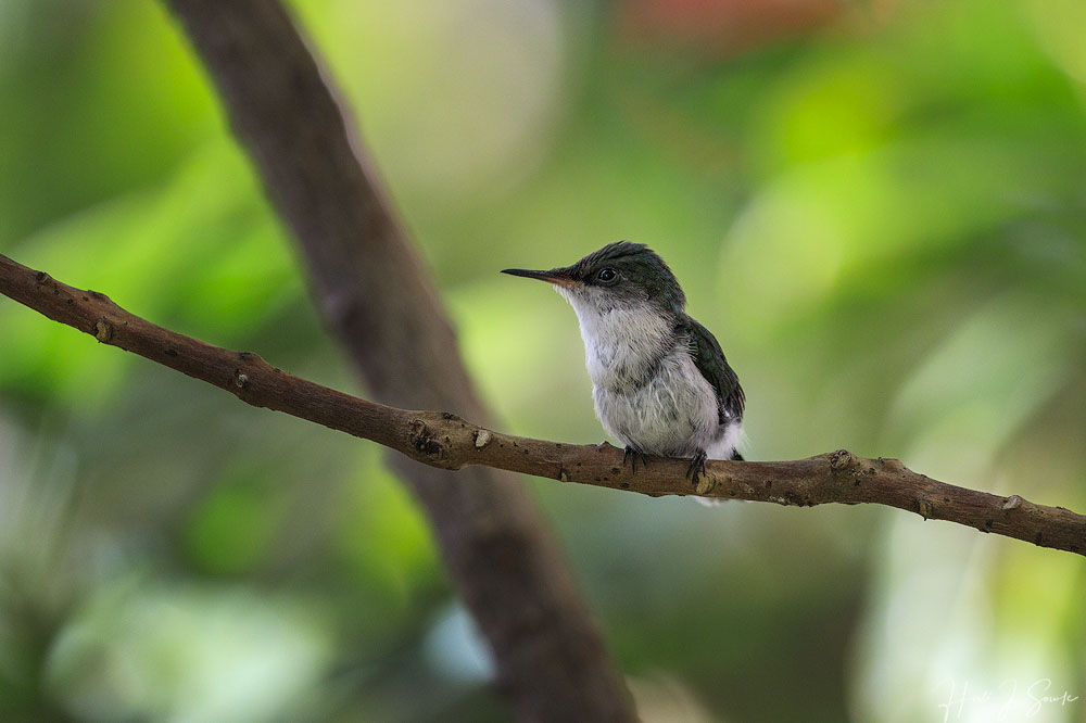 2018_11_SandalsGrenada-11059-Edit1000.jpg - We watched this tiny female antillean crested hummingbird look around for her mate and watch as they did a little courtship.