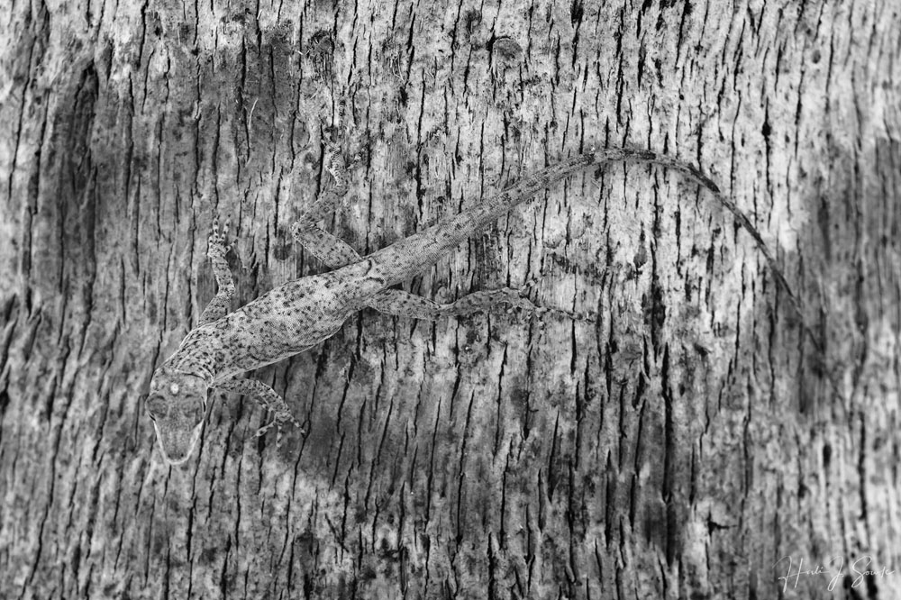 2018_11_SandalsGrenada-11193-Edit1000.jpg - Can you see me now?  The anoles were masters of camouflage.  I only caught sight of this one because he had moved.