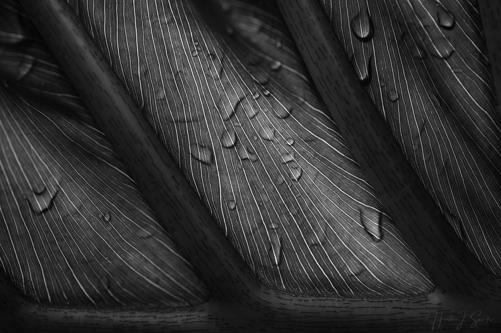 2018_11_SandalsGrenada-12417-Edit1000.jpg - Towards the end of the trip I was getting comfortable with my new camera and started to do some interesting close ups with it.  This is one of the huge palm leaves after the rain.