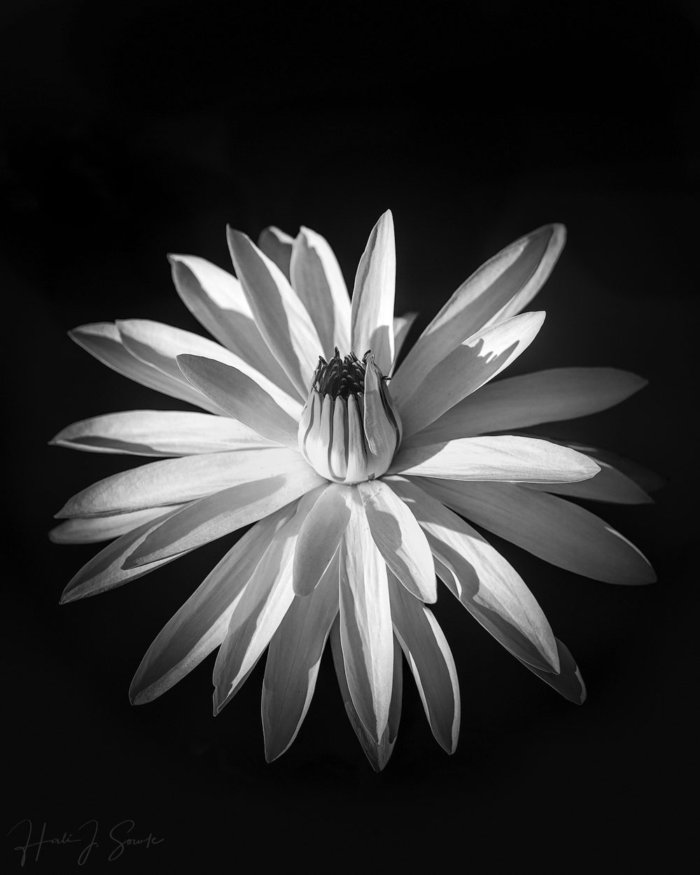 2018_11_SandalsGrenada-13415-Edit1000.jpg - Early morning at the pond again, the water lily was in bloom.