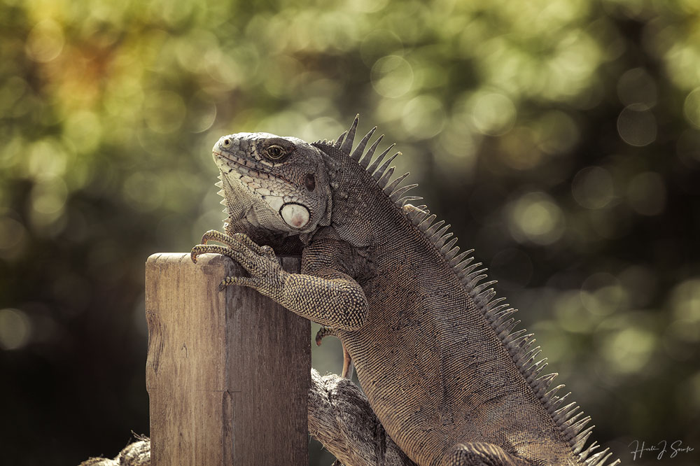 2018_11_SandalsGrenada-13533-Edit1000.jpg - Mrs. Iguana.  We got into a habit of early morning workouts at the gym which gave us a chance to see when the Iguanas were out on the trees and along the walkway near around the gym.  Mrs. Iguana was not as colorful as Mr. but she was much more tolerant of our presence.