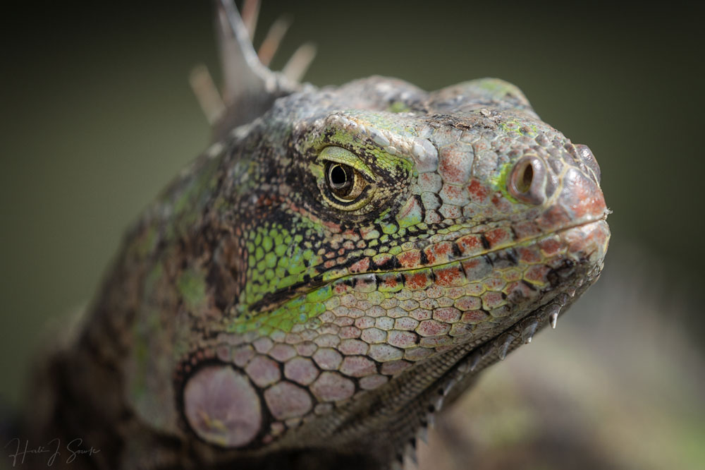 2018_11_SandalsGrenada-13630-Edit1000.jpg - Last shot of Mr. Iguana.  They were all more tolerant of the guests taking pictures than I would have expected.  On a side note I want to say that despite many negative reviews about the EOS R I think the camera rocks.  This is barely processed image (it is not sooc I did introduce some contrast and set the black and white points) but I am very impressed with the detail, the color rendition and the focusing.  And that EVF (electronic view finder) is fantastic!