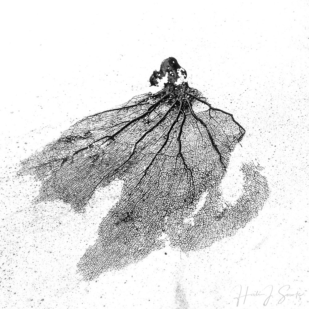 ESTI7322-Edit1000.jpg - Iphone image edited with PS express on my phone of a broken sea fan that washed up on the beach.  The last few days of the trip brought some bigger winds and heavy seas due to storms out from land.  All sorts of interesting debris was washed up on the shore.