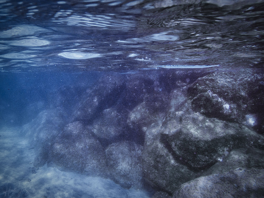 GOPR0235-Edit1000.jpg - The first morning we were at the resort we started out with a snorkel around the roped in area and took the GoPro out for a try.  There was a bit of silt in the water but the visibility was pretty good and there was a good amount of fish by the breakwater rocks.  We saw a lot of these flat needlefish.