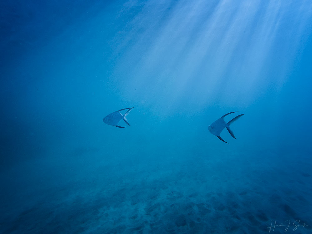 GOPR0239-Edit1000.jpg - I believe these are Paolmeta's, another fish that we saw a lot of.