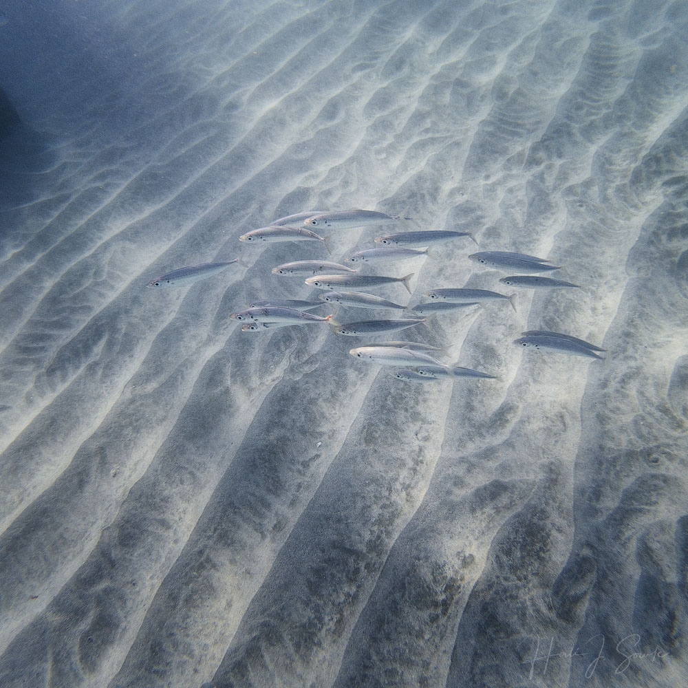 GOPR0247-Edit1000.jpg - I think this is a small school of reef silversides.