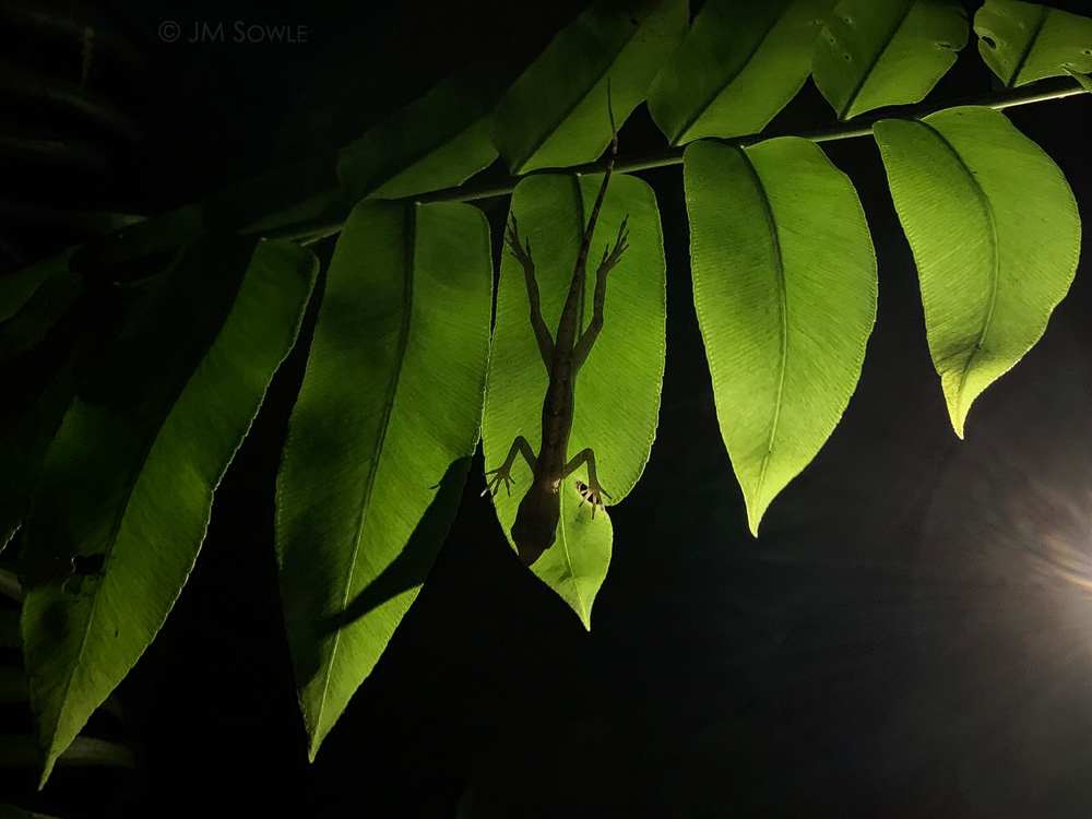 IMG_6853Adj.jpg - We never brought out the real cameras at night, but we took plenty of phone pictures.  In this one an Anole was sleeping on a leaf.  The "flash" was Hali's phone light.