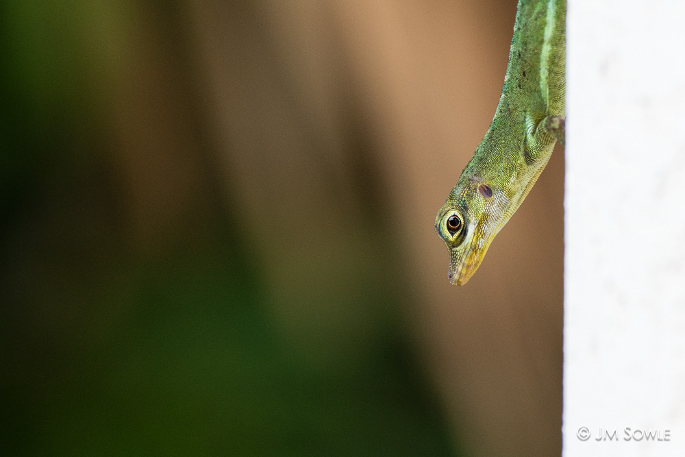 _MS00072.jpg - Looking at me, looking at you!  Our unofficial doorman -- Arnold the Anole.