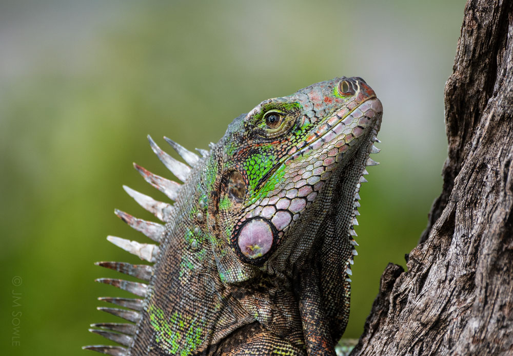 _MS00215.jpg - One of the larger Iguanas resting on a tree branch.  If you look closely you will notice that this one is looking up.  That is where the really big Iguanas hang out -- up on the roofs.