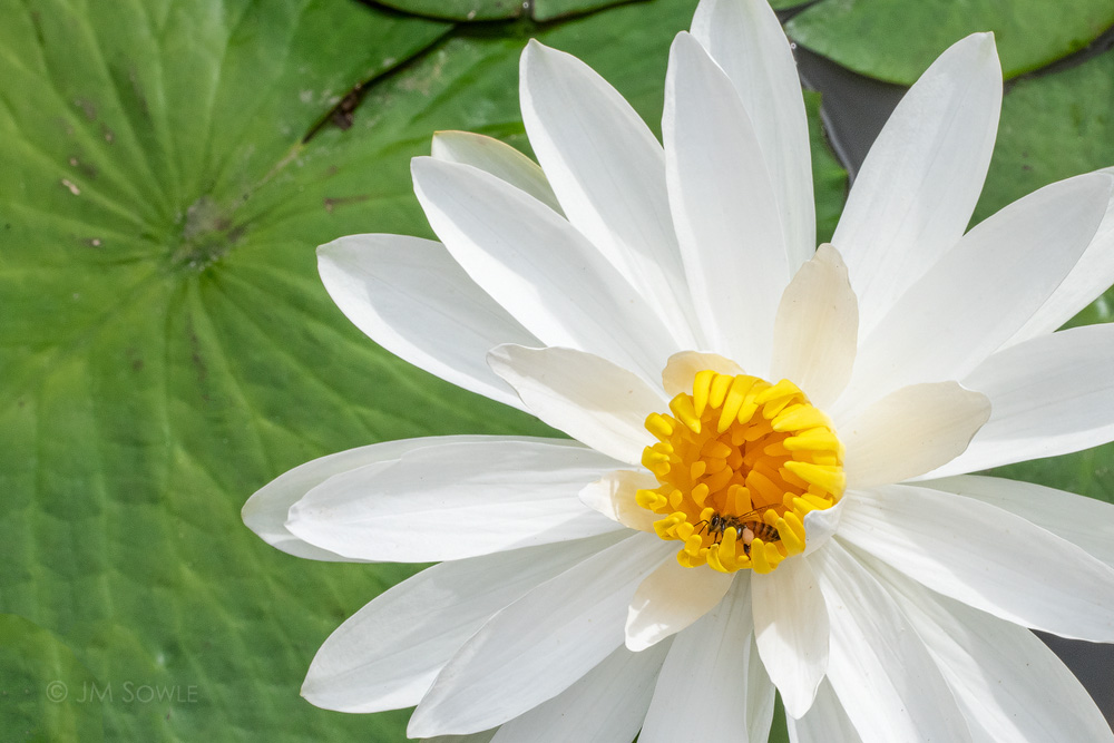 _MS00313T2.jpg - These lotus blossoms would close up in the late morning and then open again later, when it cooled off.