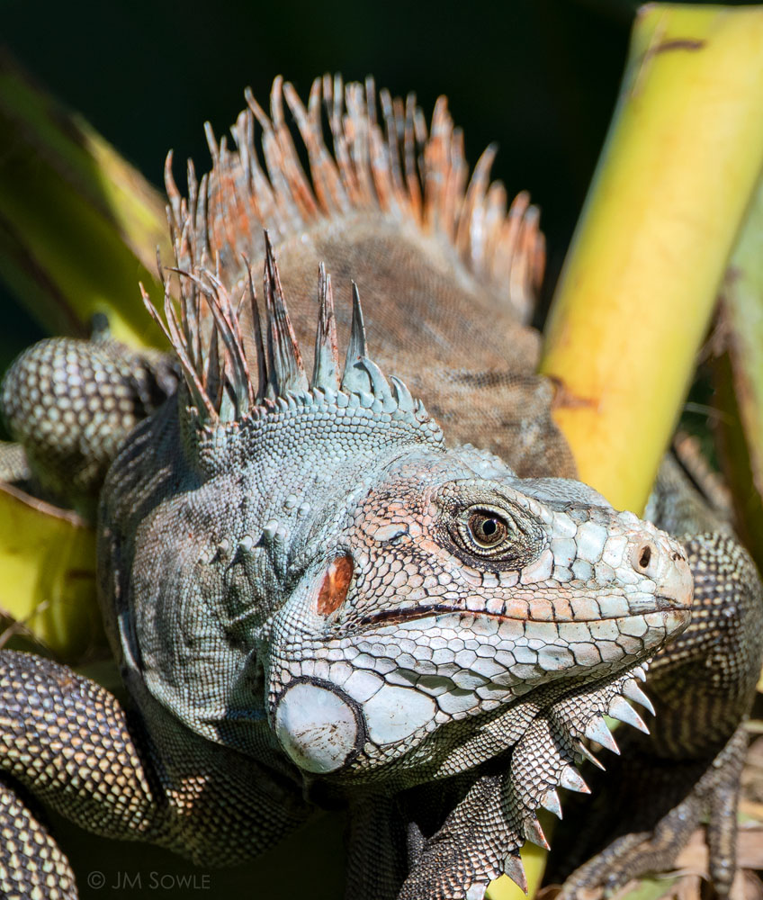 _MS00611.jpg - The Iguanas were a good photo opportunity, and we would often drag out the real cameras after breakfast for a quick check to see which critters were hanging around.