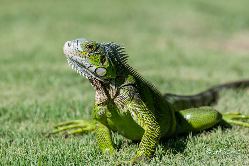 _MS00639.jpg - This is one of my favorite shots of the trip.  I love the green Iguana on the green lawn...