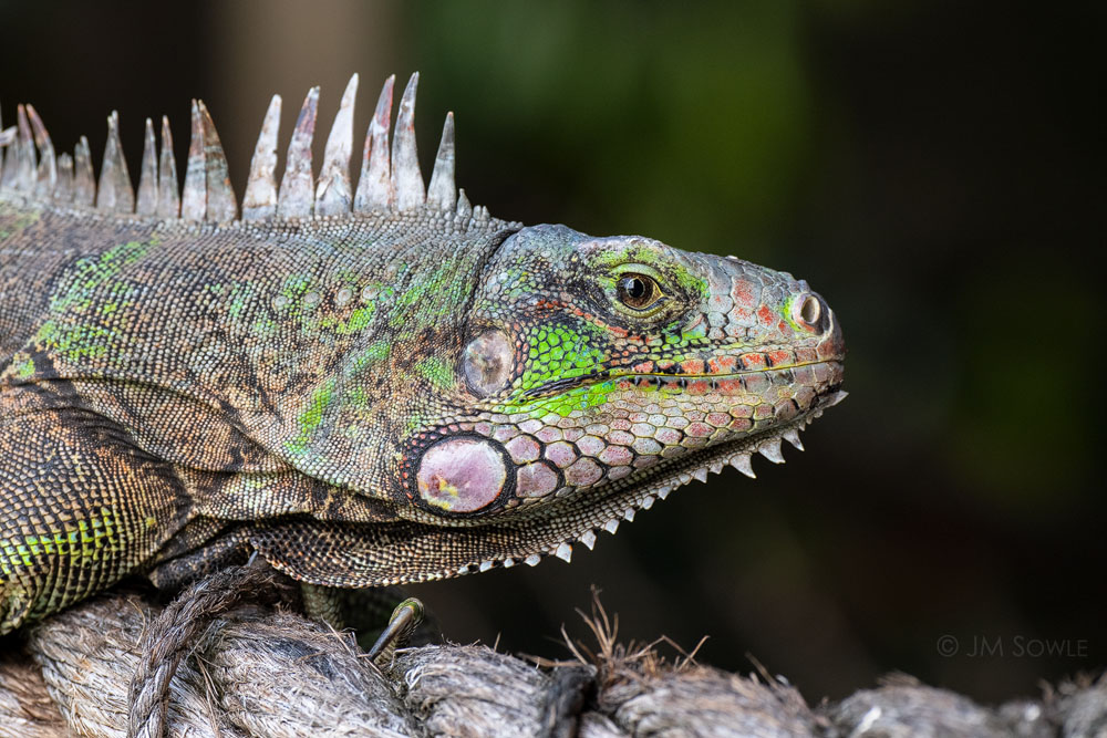 _MS01617.jpg - The Iguanas would sometime perch along the rope that served as a handrail for a small piece of deck near the gym building.