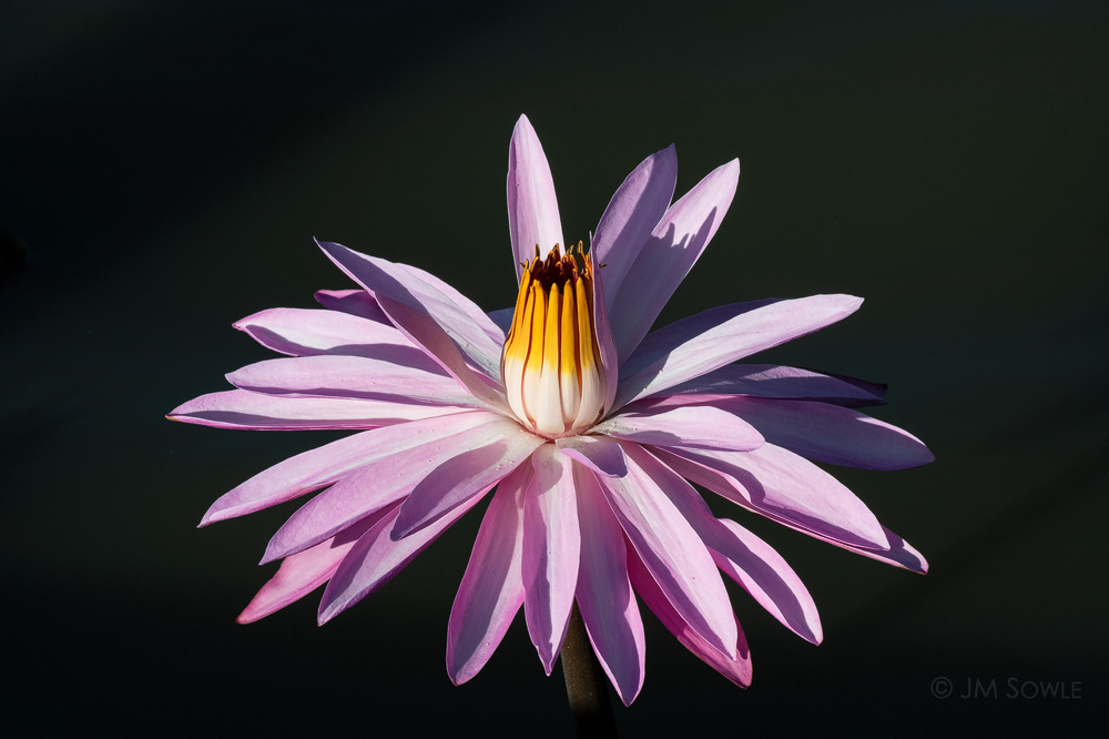 _MS01968A.jpg - I just liked the shadow in the water behind this water lily.