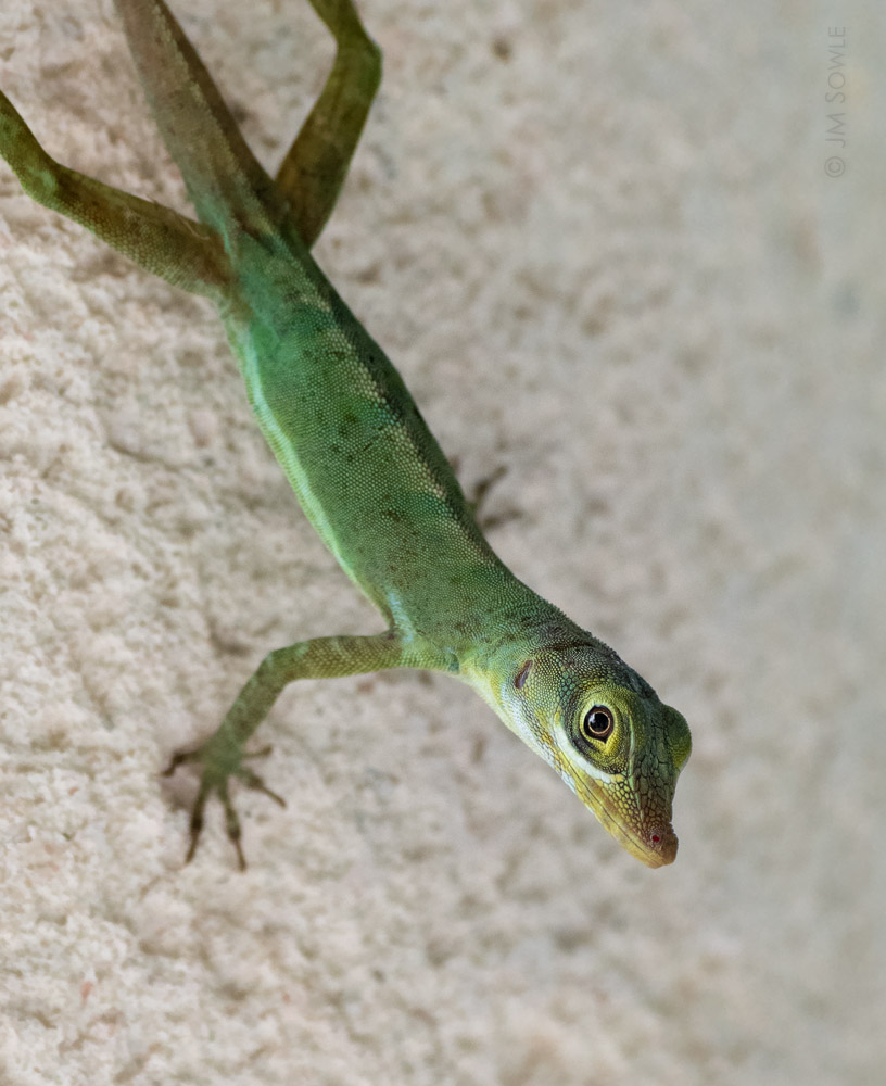 _MS02146A.jpg - Just an Anole...