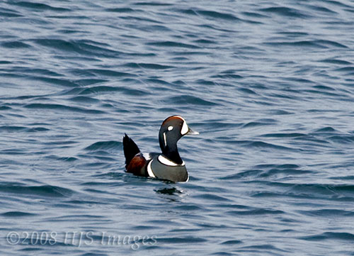 IMAGE: http://www.hali.org/HaliStuff/2008_01_05_Sachuest_00104sm.jpg