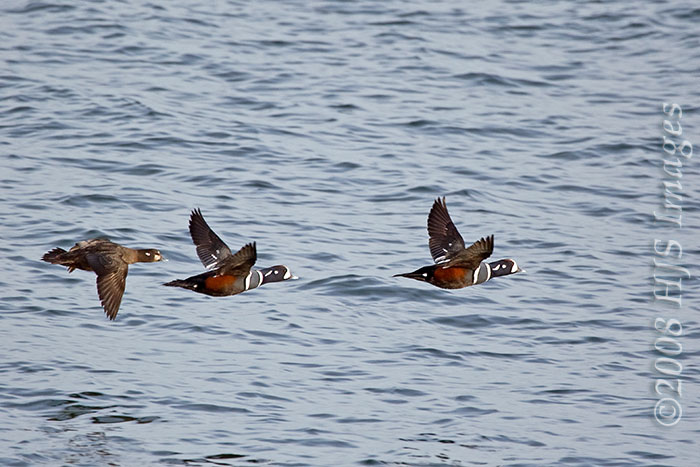 IMAGE: http://www.hali.org/HaliStuff/2008_01_05_Sachuest_00158sm.jpg