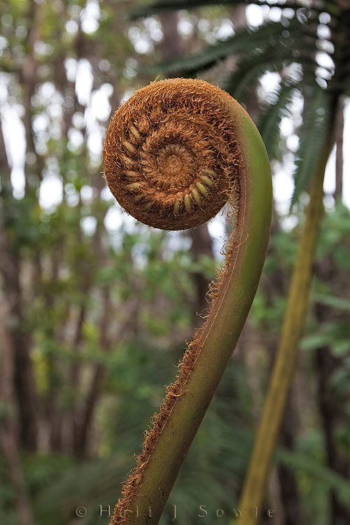 2009_09_28_Hawaii-257_edit.jpg - A fiddlehead seen on our walk at Waimea Canyon.