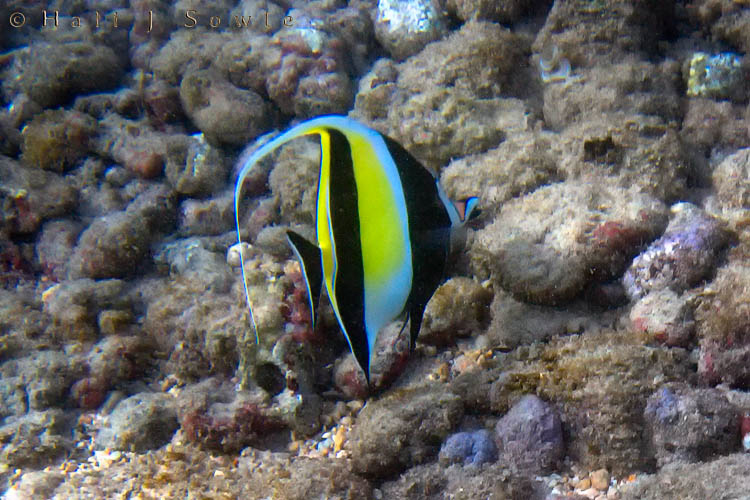 2009_09_28_Hawaii-363.jpg - A Moorish Idol searching for small invertebrates in the crevices in the rocky bottom at Po'i Pu Beach.