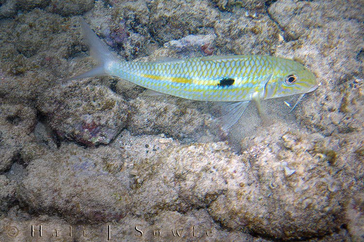 2009_09_28_Hawaii-481.jpg - This is a goatfish -- also at Po'i Pu beach. Goatfish eat everything, just like their terrestrial namesakes, they use their barbels to sift through the sand looking for anything edible.  They have the ability to change their colors to match their surroundings, depending upon their activity.