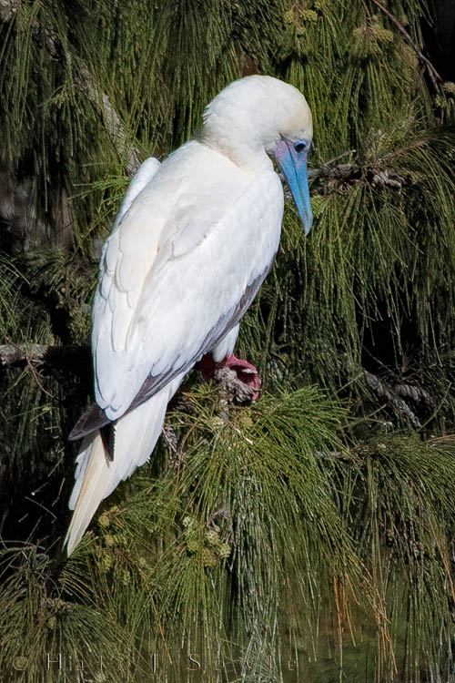 2009_09_29_Hawaii-419.jpg - We watched these red footed booby's fly all around us at Kilauea Lighthouse (which is also the Kilauea Point National Wildlife Refuge)