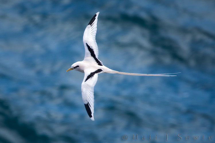 2009_09_29_Hawaii-674.jpg - A White-tailed Tropicbird soaring over the ocean at Kilauea Point National Wildlife  Refuge.