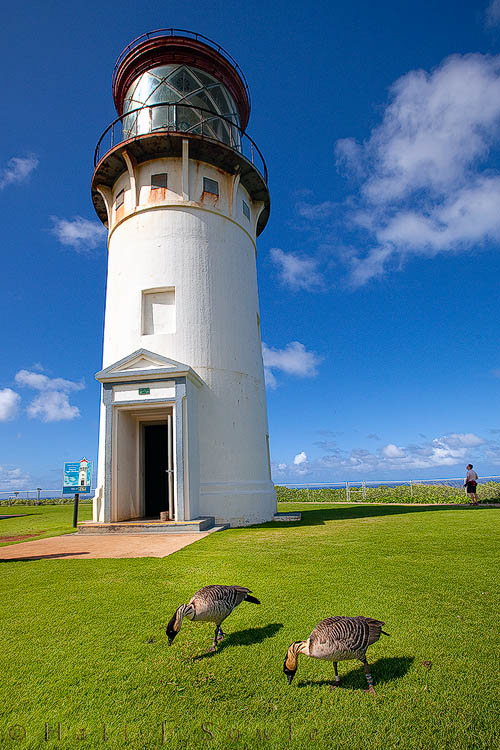 2009_09_29_Hawaii-718.jpg - A male and female Nene in front of the Kilauea Lighthouse. Nene are the state bird of Hawai'i. They are found only in the wild and only on the islands of Kauai, Maui and Hawaii although they used to be much wider spread throughout the Hawaiian Islands. These are the rarest of all geese worldwide and from what we could see they have no fear of people.  Although they wouldn't come right up to us they wouldn't move away either.