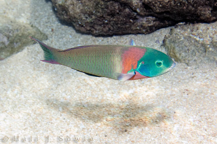 2009_09_30_Hawaii-10024.jpg - Saddle Wrasse at the Tunnels Beach