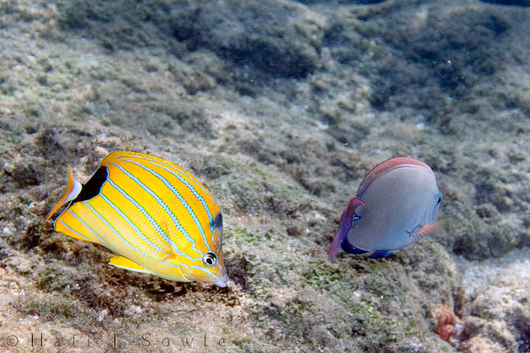 2009_09_30_Hawaii-10070.jpg - A Blue-striped Butterflyfish and a Lavendar Tang (again, at Tunnels Beach).