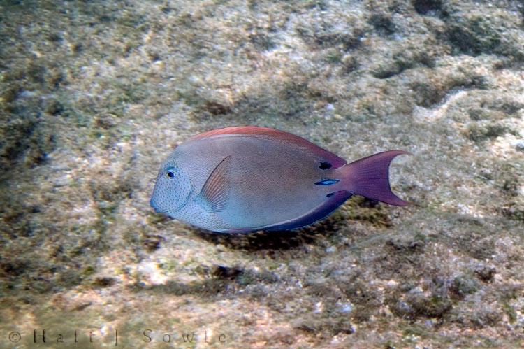 2009_09_30_Hawaii-10088.jpg - The Lavender tang is also known as the Brown Surgeonfish -- a very territorial and aggressive species of surgeonfish that is found on shallow reefs.  It can change colors from a drab brown to this purple or to a gray.  Tunnels Beach.