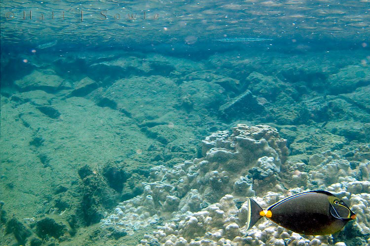 2009_10_04_Hawaii-10089.jpg - This Orangespine Unicornfish (Umaumalei) was seen in the shallow (but wonderful) "Tidepools" near Hilo.