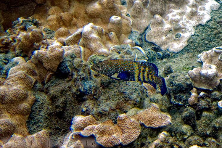 2009_10_04_Hawaii_10077.jpg - The Peacock Grouper is not indigenous to Hawai'i.  It was introduced from Moorea in 1956.  Although grouper is a food fish, this species often contain high levels of toxins and should not be eaten unless tested and confirmed to be safe.