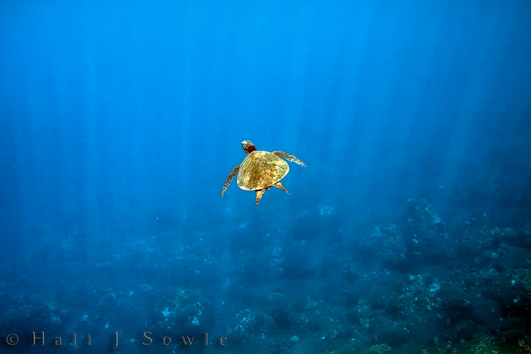 2009_10_06_Hawaii-10615.jpg - (Hali's shot of the same turtle)  Our first day in Kona we took a snorkel tour with  Sea Quest Adventures , our captain Liam and his assistant Abby.  During our awesome 5 hour tour he took us to snorkel in 3 spots,the second being a secluded little spot Liam called "turtle reef".  And it was good luck because one of the people on the tour caught sight of this guy on the bottom and I was able to catch a few (okay about 60) shots of him.  In this one he was heading up for some air.