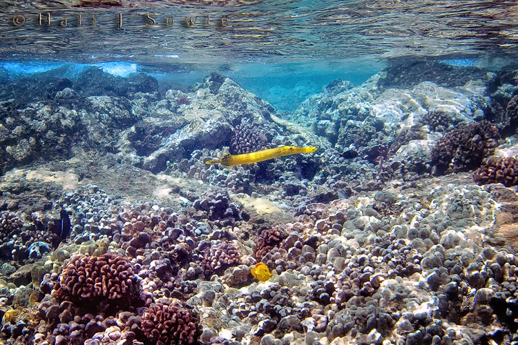 2009_10_06_Hawaii-11161.jpg - The yellow trumpetfish and the yellow tang were in the very shallow waters of the Captain Cook Monument reef (Kona).