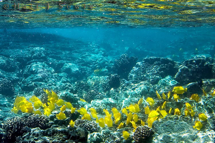 2009_10_06_Hawaii-11283.jpg - A group of Yellow Tangs feeding at the Captain Cook Monument reef.
