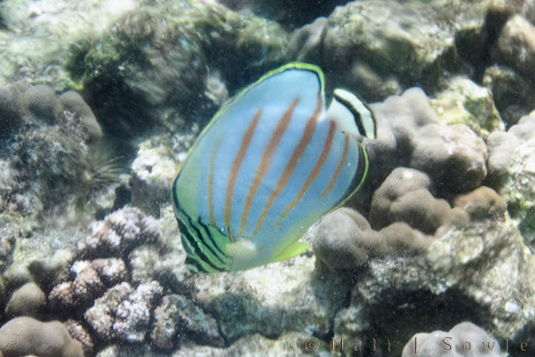 2009_10_07_Hawaii-10142.jpg - Ornate butterflyfish close to shore at Kahalu'u Beach.  There were many areas where the halo-and thermo-clines  were very steep and you can see the blurring in the image from the mixing.