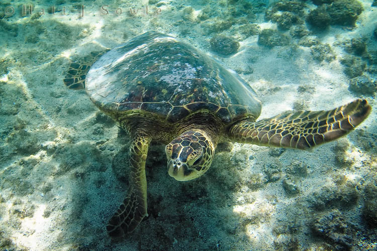 2009_10_07_Hawaii-10249.jpg - This guy seems to be waving at me but he was just ready to come up for some air and I was trying to swim backwards so he wouldn't collide with me.