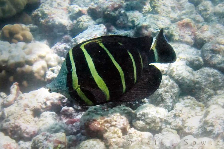 2009_10_07_Hawaii-10384.jpg - Sailfin Tang at Kahalu'u beach.