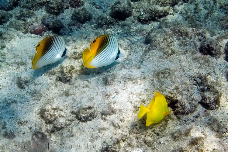 2009_10_07_Hawaii-10449.jpg - Threadfin Butterflyfish and a Yellow Tang seen while snorkeling off the beach at Kahalu'u.